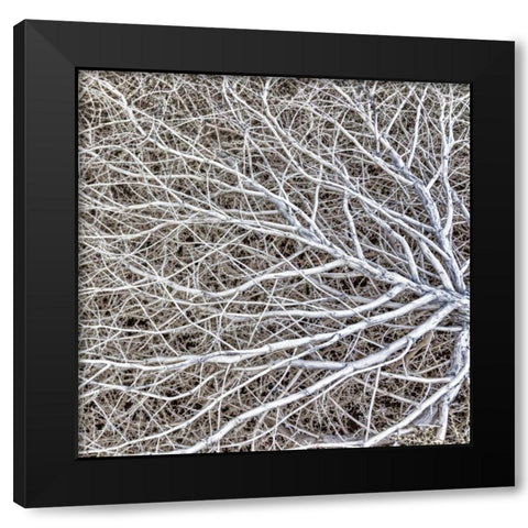 Utah, Glen Canyon NRA Close-up of tumble weed Black Modern Wood Framed Art Print by Paulson, Don