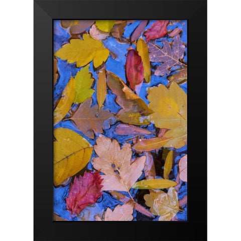 Utah, Glen Canyon Fall leaves floating on a pond Black Modern Wood Framed Art Print by Paulson, Don