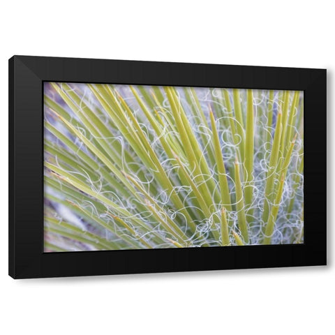 Utah, Glen Canyon NRA Close-up of a yucca plant Black Modern Wood Framed Art Print with Double Matting by Paulson, Don