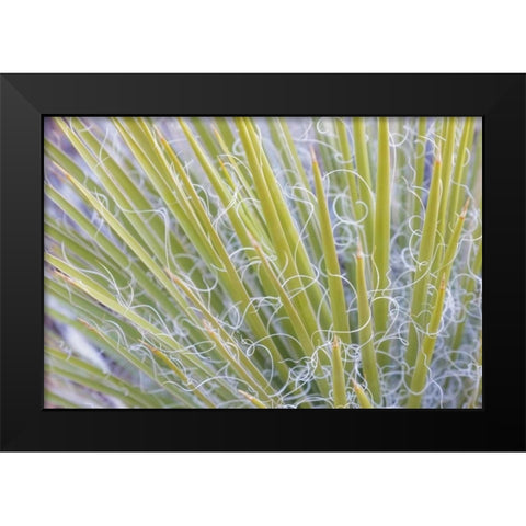 Utah, Glen Canyon NRA Close-up of a yucca plant Black Modern Wood Framed Art Print by Paulson, Don