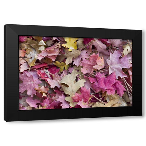 Utah, Zion NP Red maple and oak leaves Black Modern Wood Framed Art Print with Double Matting by Bush, Marie