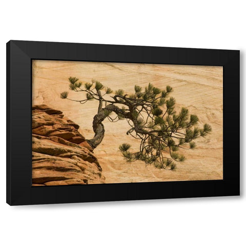 Utah, Zion NP Pine tree growing out of red rocks Black Modern Wood Framed Art Print by Bush, Marie