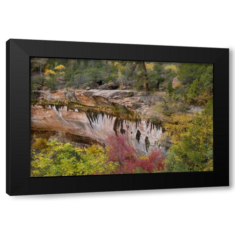 USA, Utah, Zion NP Emerald Pool Trail scenic Black Modern Wood Framed Art Print by Bush, Marie