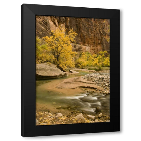 USA, Utah, Zion NP Virgin River autumn scenic Black Modern Wood Framed Art Print by Bush, Marie