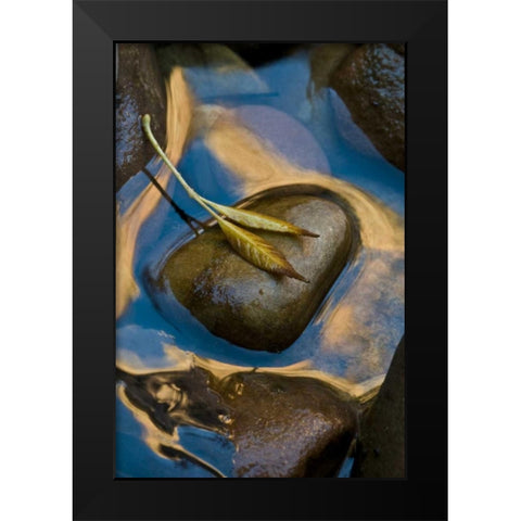 USA, Utah, Zion NP Leaf on rock in water Black Modern Wood Framed Art Print by Rotenberg, Nancy