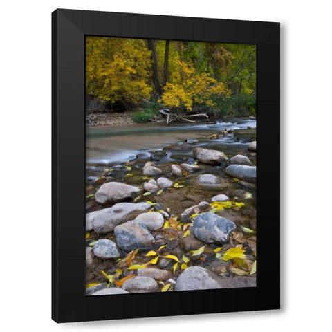 Utah, Zion NP The Narrows with fallen leaves Black Modern Wood Framed Art Print by Rotenberg, Nancy
