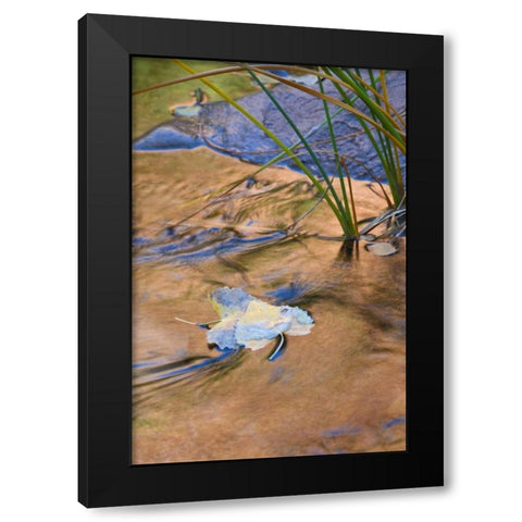 Utah, Zion NP Cottonwood leaves in Pine Creek Black Modern Wood Framed Art Print with Double Matting by Rotenberg, Nancy