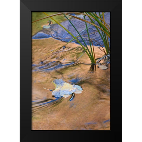 Utah, Zion NP Cottonwood leaves in Pine Creek Black Modern Wood Framed Art Print by Rotenberg, Nancy