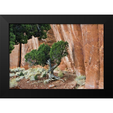 UT, Monument Valley Juniper tree in canyon Black Modern Wood Framed Art Print by Rotenberg, Nancy