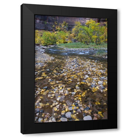 USA, Utah, Zion NP Fallen Leaves in The Narrows Black Modern Wood Framed Art Print with Double Matting by Rotenberg, Nancy