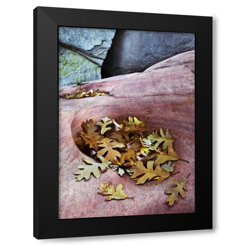 Utah, Zion NP Gambel oak leaves on red rock Black Modern Wood Framed Art Print by Rotenberg, Nancy