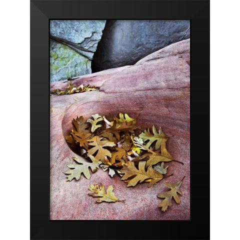 Utah, Zion NP Gambel oak leaves on red rock Black Modern Wood Framed Art Print by Rotenberg, Nancy
