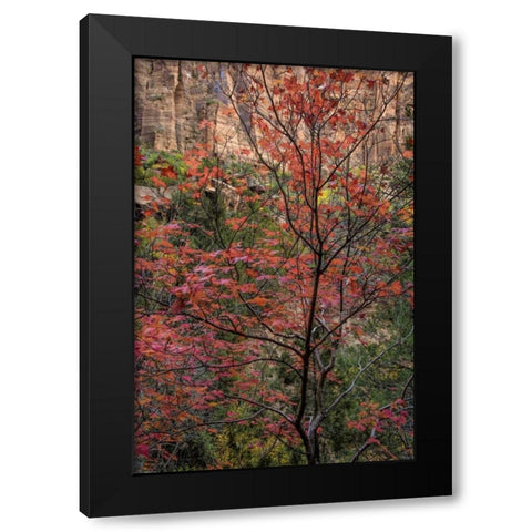 USA, Utah, Zion NP Autumn scenic Black Modern Wood Framed Art Print with Double Matting by OBrien, Jay