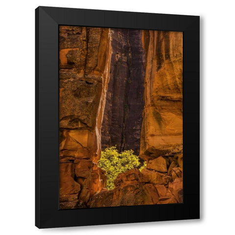 USA, Utah, Zion NP Tree and cliff Black Modern Wood Framed Art Print by OBrien, Jay