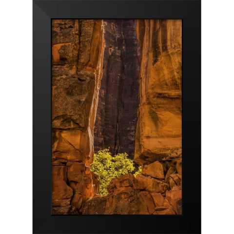 USA, Utah, Zion NP Tree and cliff Black Modern Wood Framed Art Print by OBrien, Jay