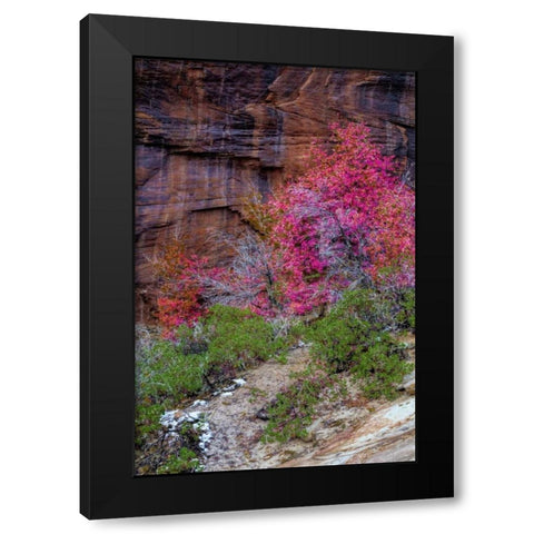 USA, Utah, Zion NP Cliff and autumn scenic Black Modern Wood Framed Art Print with Double Matting by OBrien, Jay