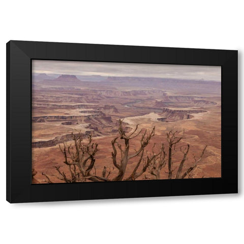 USA, Utah, Canyonlands NP White Rim landscape Black Modern Wood Framed Art Print with Double Matting by Illg, Cathy and Gordon