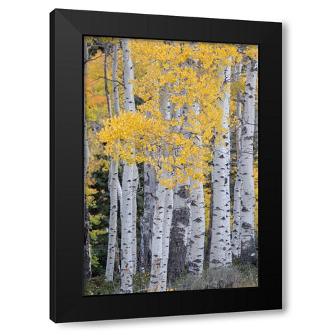 USA-Utah-Ashley National Forest Aspen forest in autumn Black Modern Wood Framed Art Print with Double Matting by Jaynes Gallery