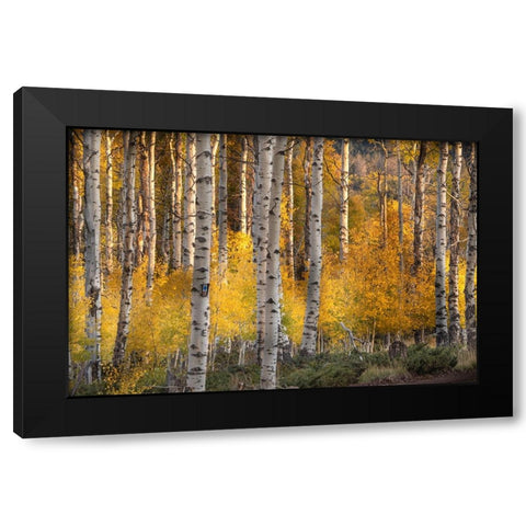 USA-Utah-Ashley National Forest Aspen forest in autumn Black Modern Wood Framed Art Print with Double Matting by Jaynes Gallery