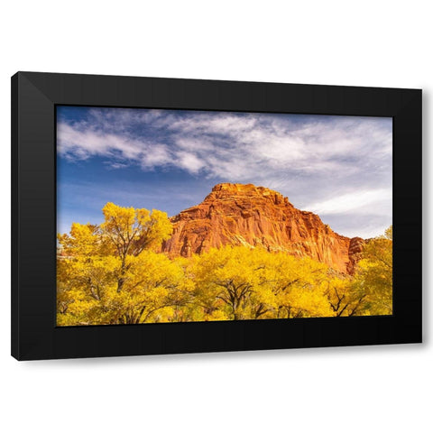 USA- Utah- Capitol Reef National Park. Red rock formation and fall cottonwood trees. Black Modern Wood Framed Art Print by Jaynes Gallery