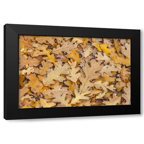 USA- Utah- Calf Creek Recreation Area. Dew on fallen oak leaves. Black Modern Wood Framed Art Print by Jaynes Gallery