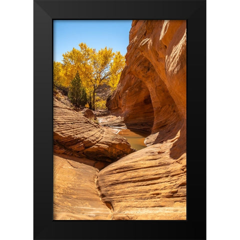 USA- Utah- Grand Staircase Escalante National Monument. Harris Wash and cottonwood tree in fall. Black Modern Wood Framed Art Print by Jaynes Gallery