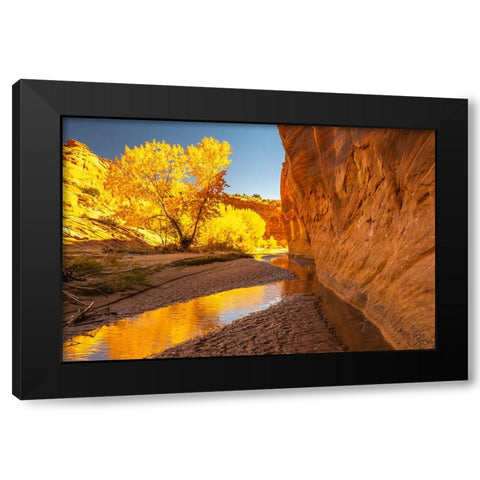 USA- Utah- Grand Staircase Escalante National Monument. Harris Wash and cottonwood trees in fall. Black Modern Wood Framed Art Print by Jaynes Gallery