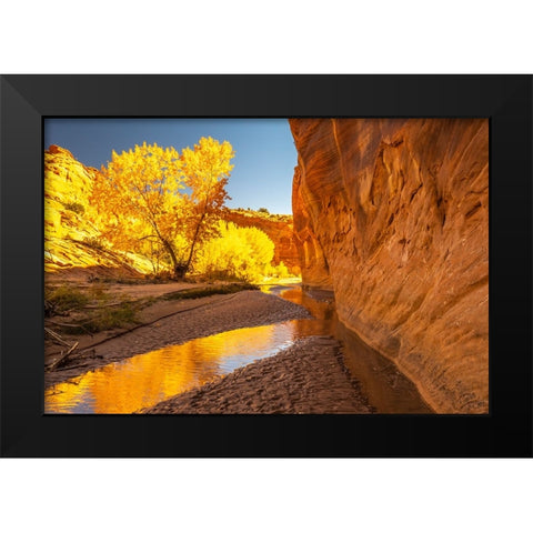USA- Utah- Grand Staircase Escalante National Monument. Harris Wash and cottonwood trees in fall. Black Modern Wood Framed Art Print by Jaynes Gallery