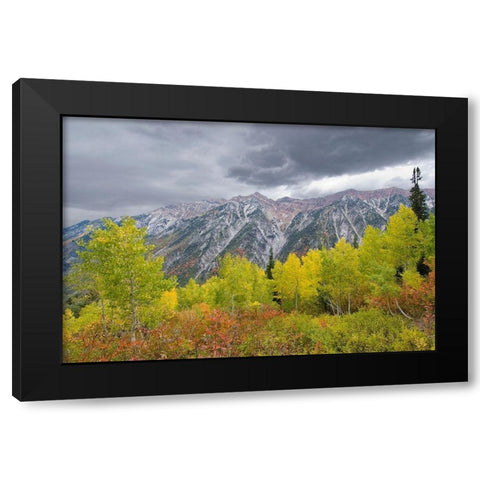 Fall Foliage in Little Cottonwood Canyon, Red Pine Trail, Wasatch-Cache National Forest, Utah. Black Modern Wood Framed Art Print by Garber, Howie