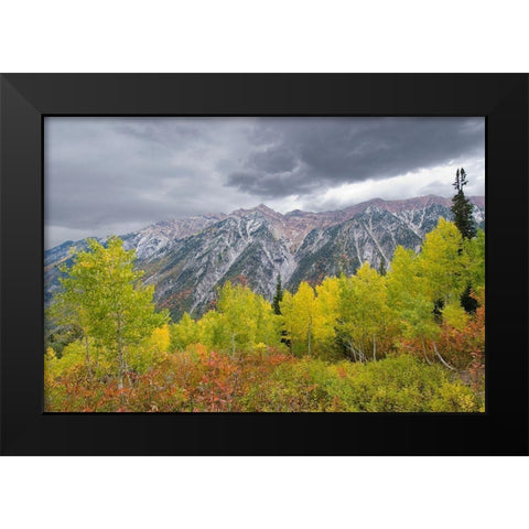 Fall Foliage in Little Cottonwood Canyon, Red Pine Trail, Wasatch-Cache National Forest, Utah. Black Modern Wood Framed Art Print by Garber, Howie