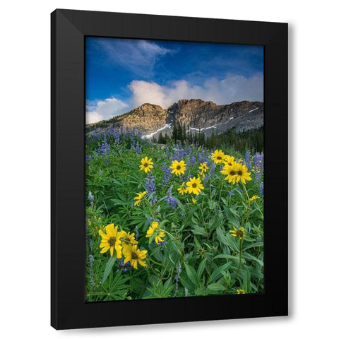 Arnica and lupine-Devils Castle-Albion Basin-Alta Ski Resort Wasatch Mountains Black Modern Wood Framed Art Print with Double Matting by Garber, Howie