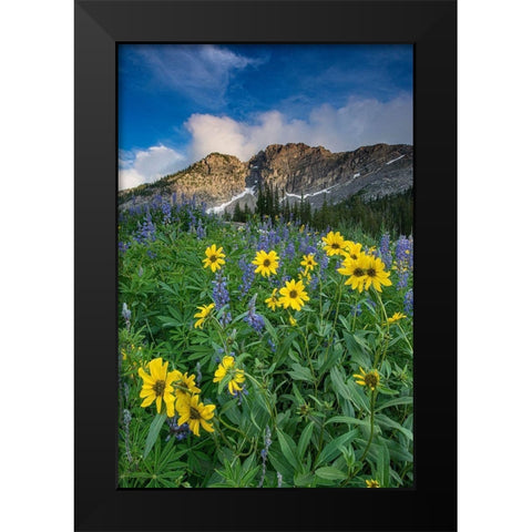 Arnica and lupine-Devils Castle-Albion Basin-Alta Ski Resort Wasatch Mountains Black Modern Wood Framed Art Print by Garber, Howie