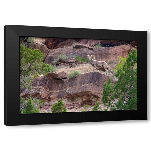 Big horn ram on cliff-Dinosaur National Monument-Utah-USA Black Modern Wood Framed Art Print with Double Matting by Garber, Howie