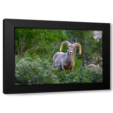 Big horn ram portrait in wildflowers-Dinosaur National Monument-Utah-USA Black Modern Wood Framed Art Print by Garber, Howie