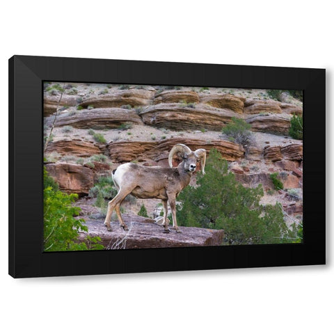 Bighorn ram on cliff-eye contact-Dinosaur National Monument-Utah-USA Black Modern Wood Framed Art Print by Garber, Howie
