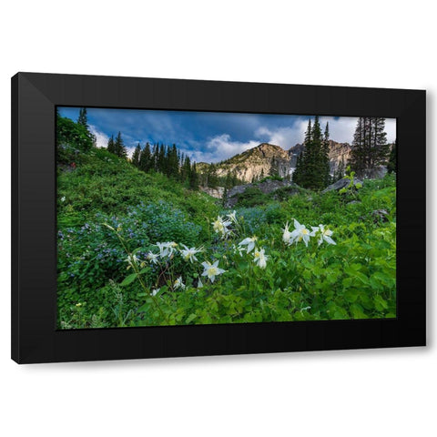 Columbine wildflowers and bluebells in Albion Basin-Alta Ski Resort-Wasatch Mountains Black Modern Wood Framed Art Print with Double Matting by Garber, Howie