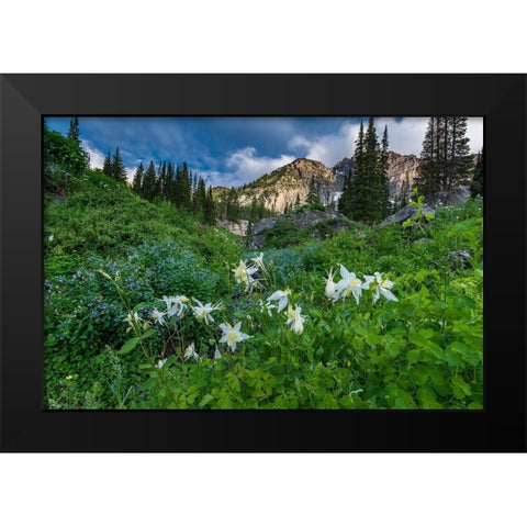 Columbine wildflowers and bluebells in Albion Basin-Alta Ski Resort-Wasatch Mountains Black Modern Wood Framed Art Print by Garber, Howie