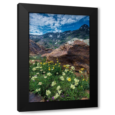 Cow parsnip-mules ear-and quartzite rock in Twin Peaks Wilderness Black Modern Wood Framed Art Print by Garber, Howie
