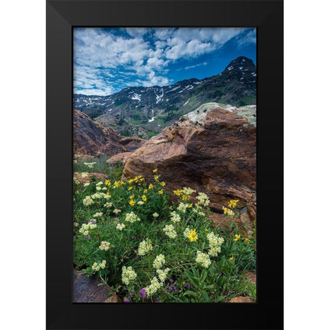 Cow parsnip-mules ear-and quartzite rock in Twin Peaks Wilderness Black Modern Wood Framed Art Print by Garber, Howie