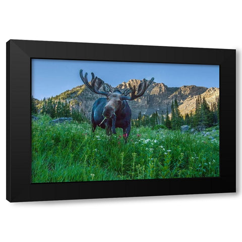 Grazing bull moose eye to eye with photographer-Wasatch Mountains-Alta-Utah-USA Black Modern Wood Framed Art Print by Garber, Howie