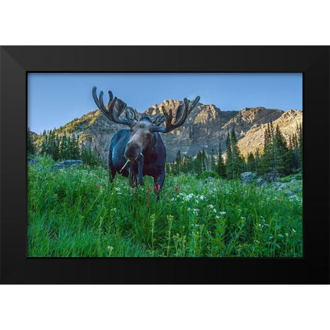 Grazing bull moose eye to eye with photographer-Wasatch Mountains-Alta-Utah-USA Black Modern Wood Framed Art Print by Garber, Howie