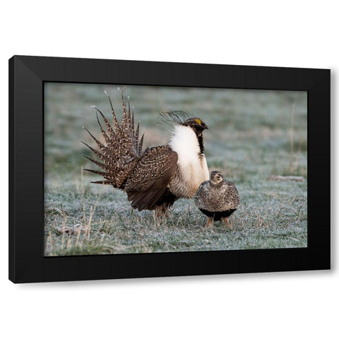 Greater sage grouse male and female at lek-Hennifer-Utah-USA Black Modern Wood Framed Art Print with Double Matting by Garber, Howie