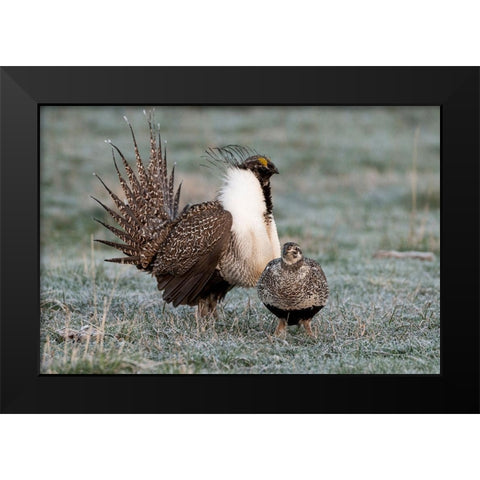 Greater sage grouse male and female at lek-Hennifer-Utah-USA Black Modern Wood Framed Art Print by Garber, Howie