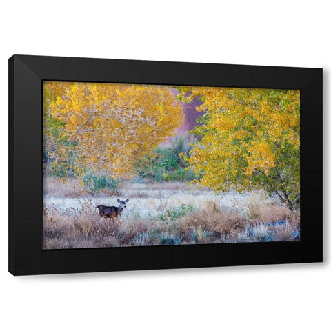 Whitetail deer grazing under autumn cottonwood tree-near Moab-Utah-USA Black Modern Wood Framed Art Print by Garber, Howie