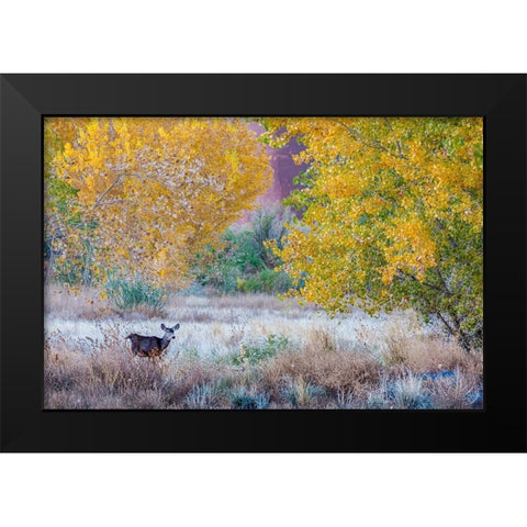 Whitetail deer grazing under autumn cottonwood tree-near Moab-Utah-USA Black Modern Wood Framed Art Print by Garber, Howie
