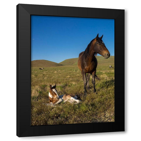 Wild horse mother shows off her yearling foal-Pony express byway Black Modern Wood Framed Art Print by Garber, Howie