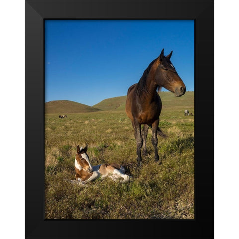 Wild horse mother shows off her yearling foal-Pony express byway Black Modern Wood Framed Art Print by Garber, Howie