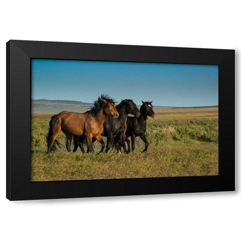 Wild stallions of Onaqui Herd graze along Pony Express Byway near Dugway Black Modern Wood Framed Art Print by Garber, Howie