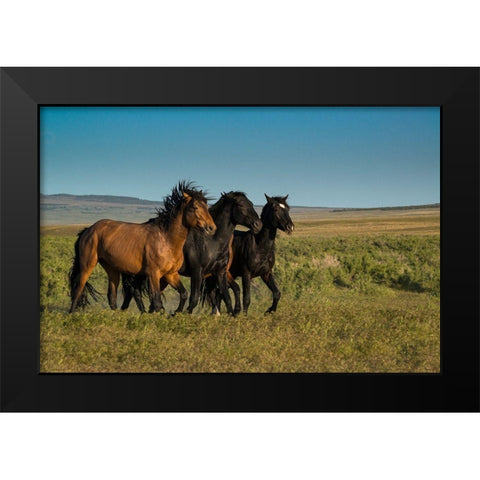 Wild stallions of Onaqui Herd graze along Pony Express Byway near Dugway Black Modern Wood Framed Art Print by Garber, Howie