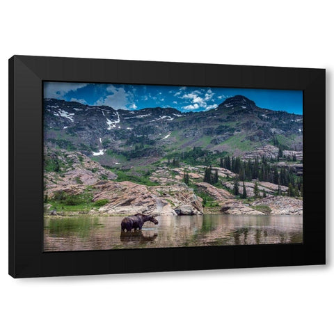 Young bull moose wading in Lake Lilian-Wasatch Mountains near Lake Blanche Black Modern Wood Framed Art Print by Garber, Howie